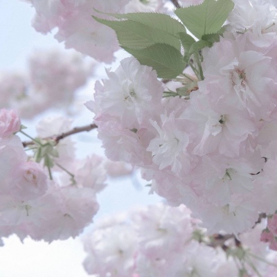 蒙阴福瑞交流群